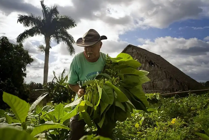 ‌Cigar Appreciation: Ten Essential Insights for the Seasoned Aficionado