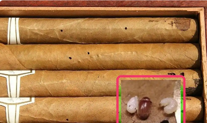 cigar have chong